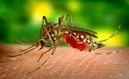 Mosquitoes transmit the Zika virus.